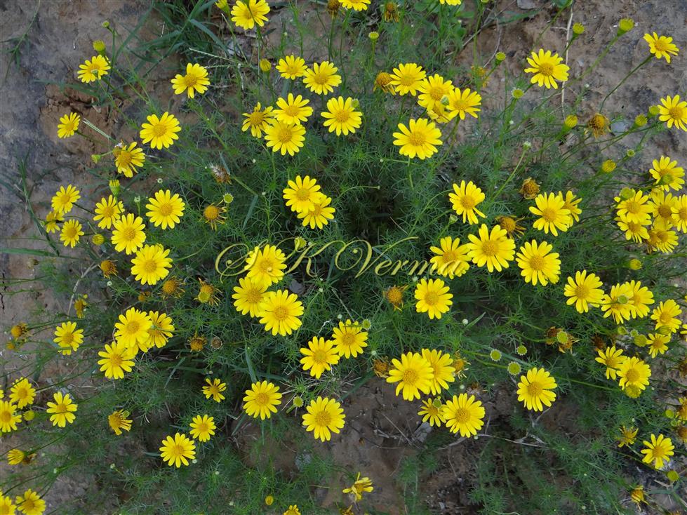 Plants bearing capitula